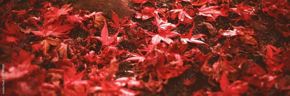 Red maple leaves by trees trunk during autumn