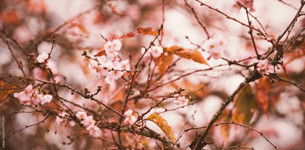 樱花树特写