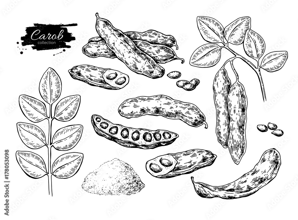 Carob矢量超级食物绘图集。独立手绘插图