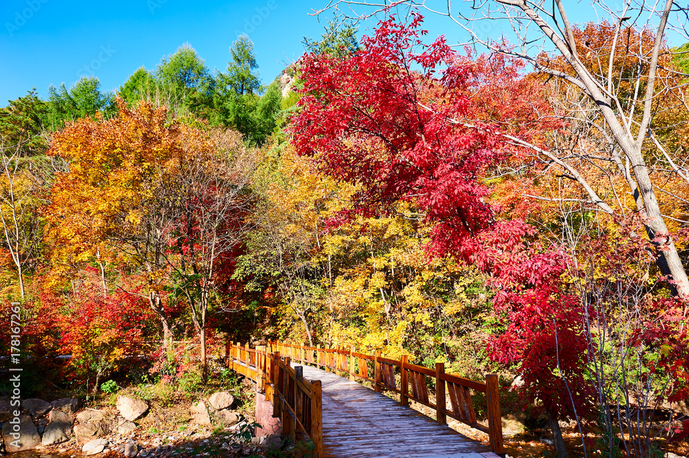 The path in the autumn forest