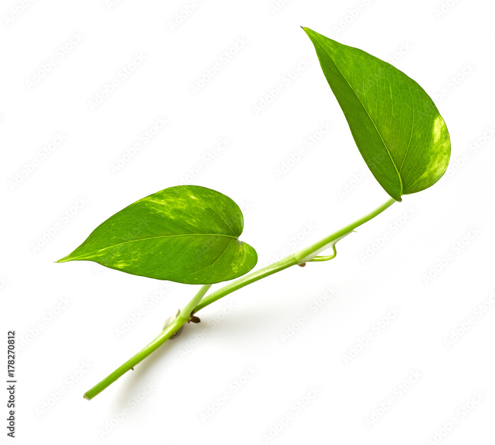 tropical leaves on white background