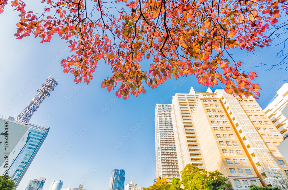 紅葉とビル群