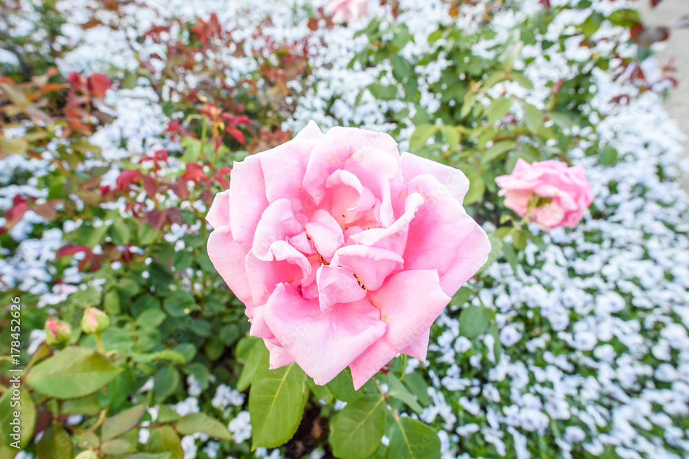 花园里的玫瑰（黑莓）