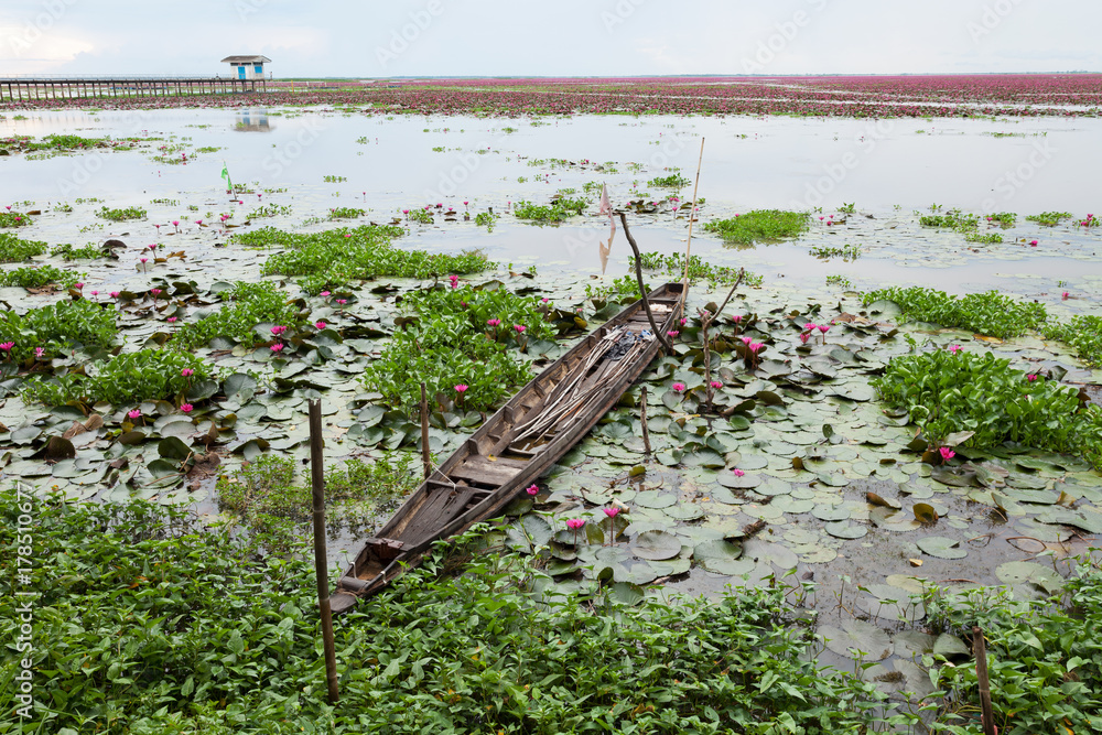 泰国Talay Noi Phatthalung省美丽的睡莲或莲花。