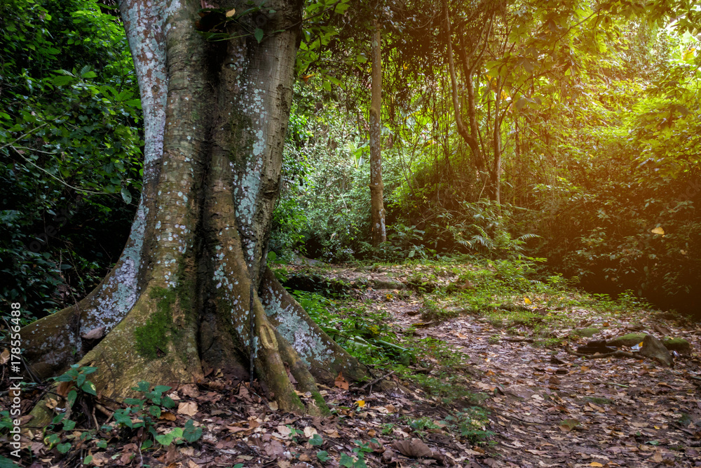 beautiful nature rain forest