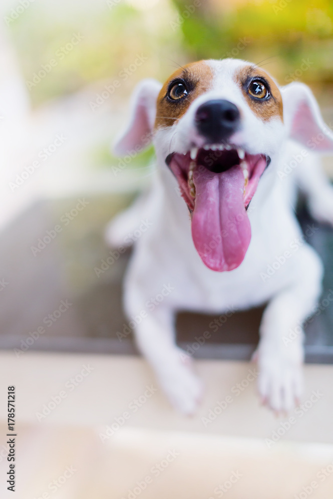 cute jack russel terrier with action post and blur background of garden