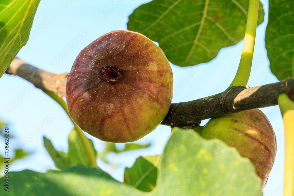 新鲜无花果在无花果树上成熟