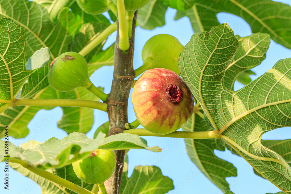 新鲜无花果在无花果树上成熟