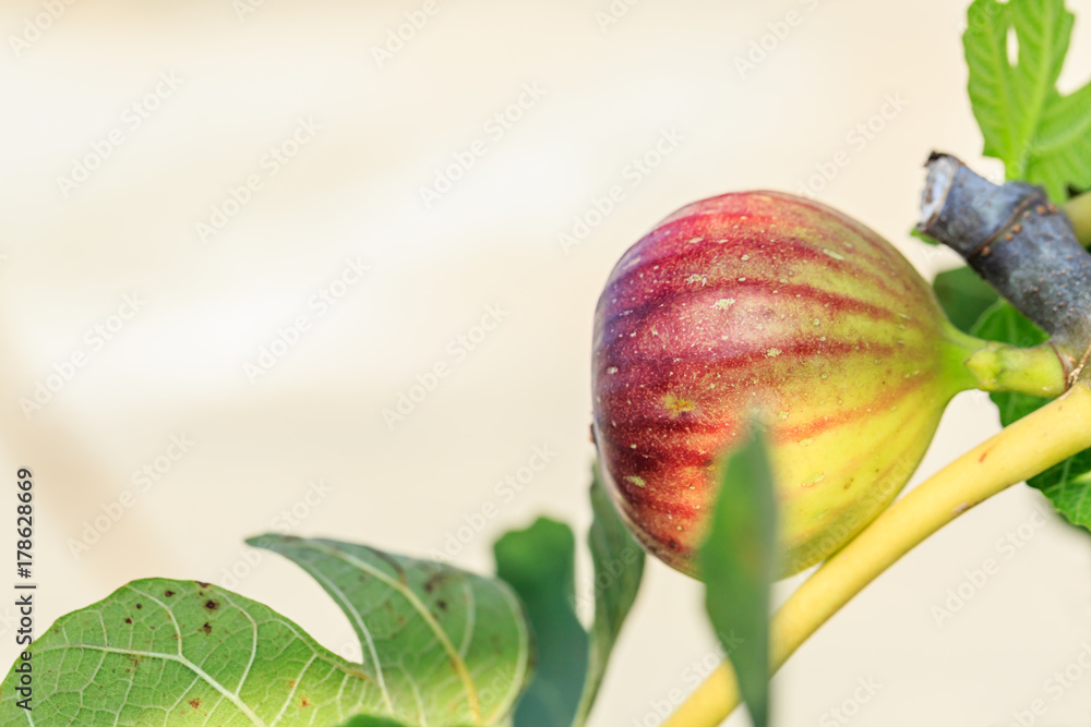 fresh figs ripening on a fig tree