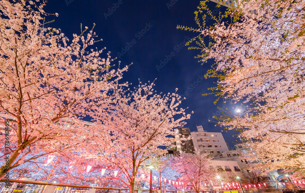 都会の夜桜