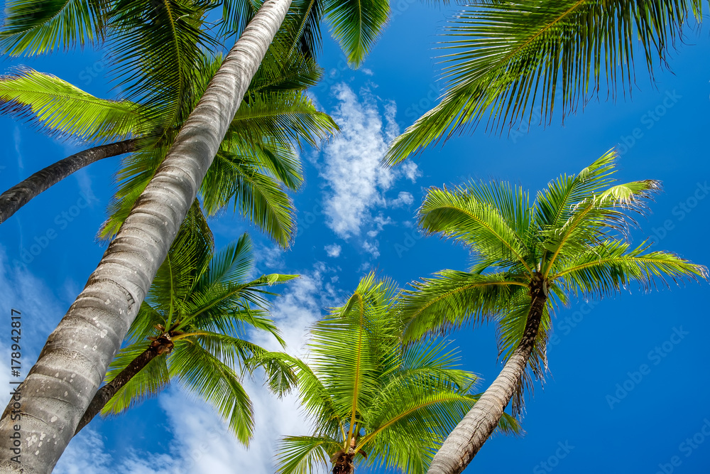 Coconut Palm trees against a blue tropical sky