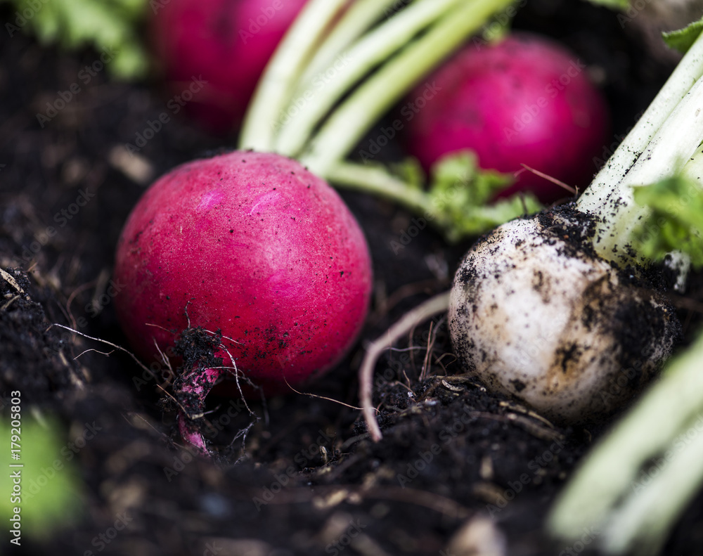 Radishes