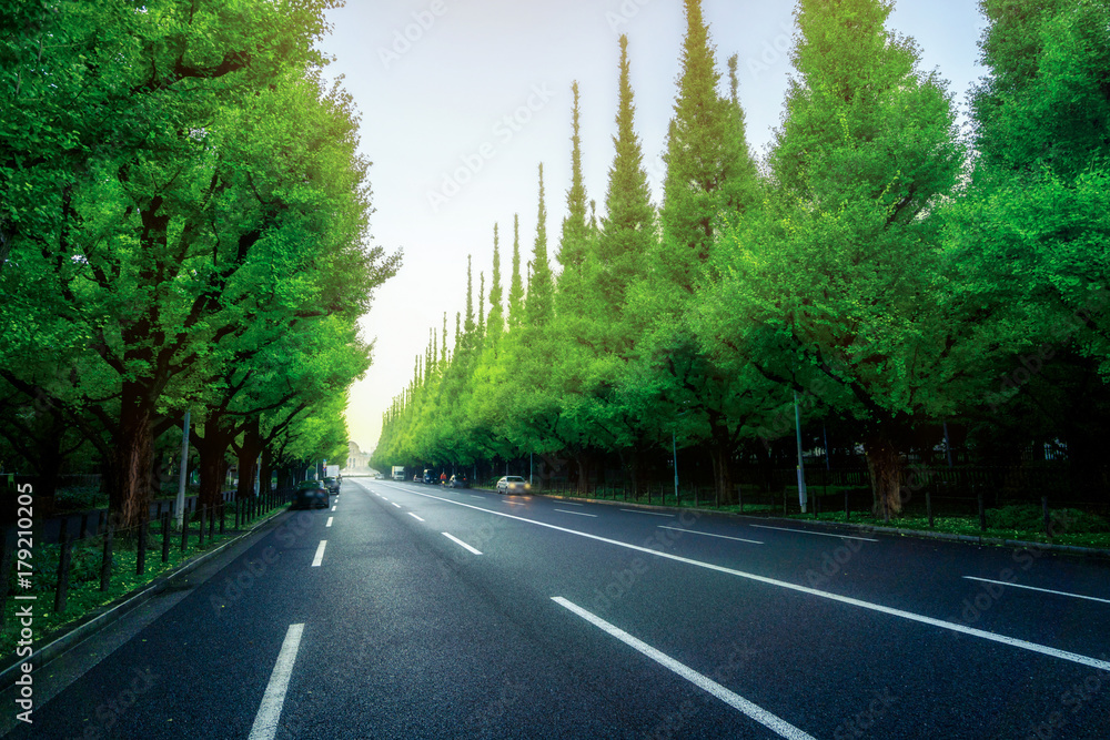 Beautiful road with trees on sideroad