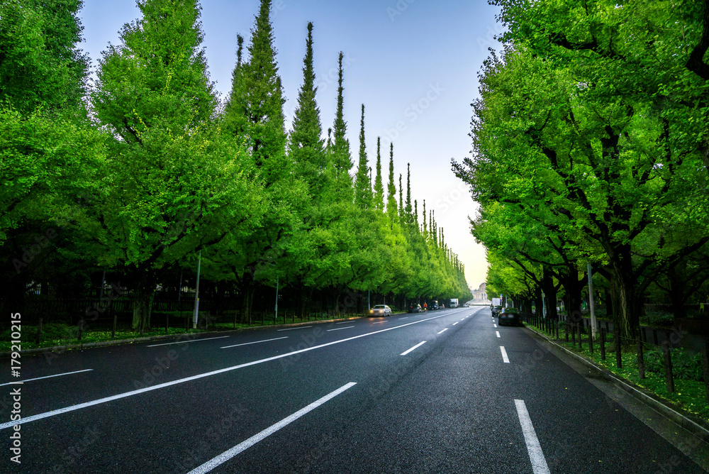 路边绿树成荫的美丽道路