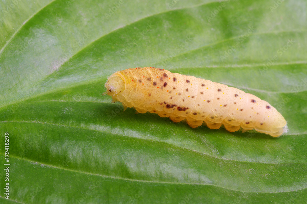  Сaterpillar on a white