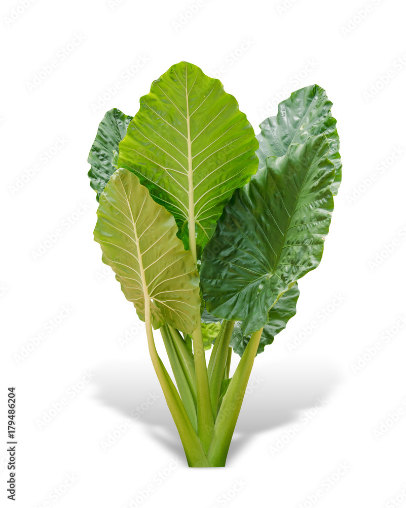 Elephant ear plant or caladium tree isolated on white background. Alocasia macrorrhizos. File contai