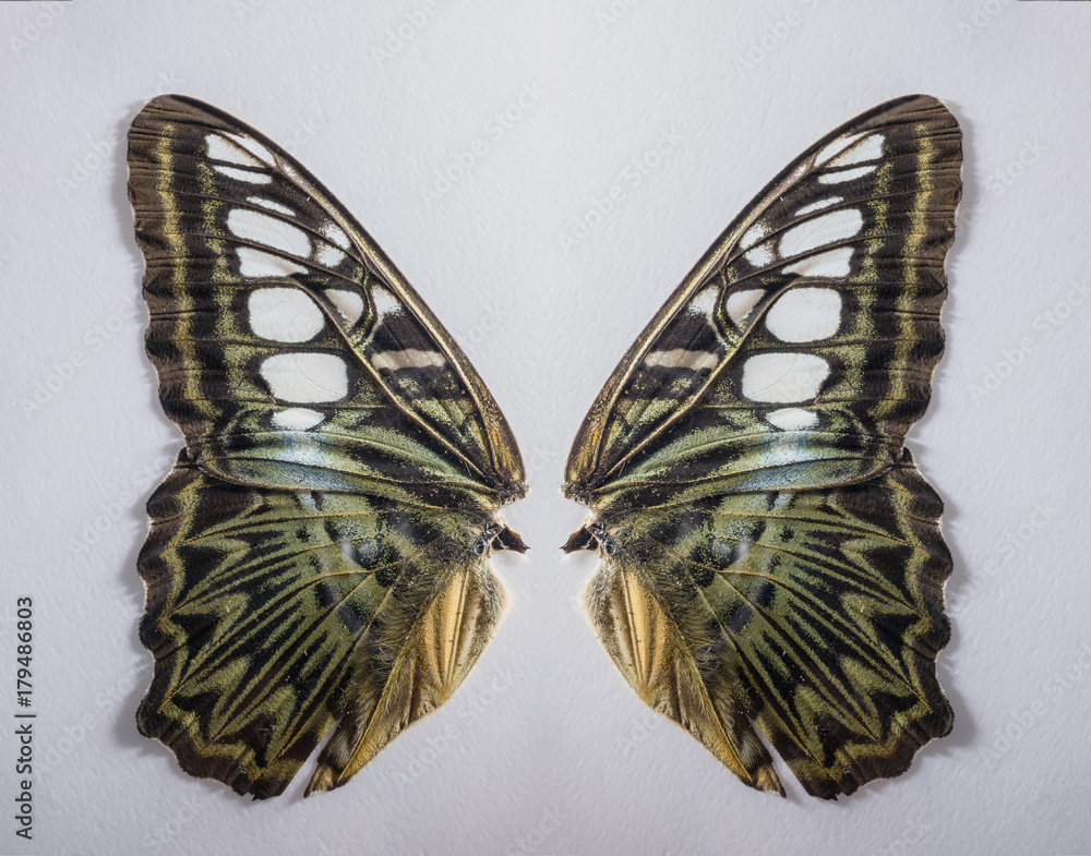 close up Butterfly wing, Clipper (Parthenos sylvia apicalis), Butterfly in the field and the forest 