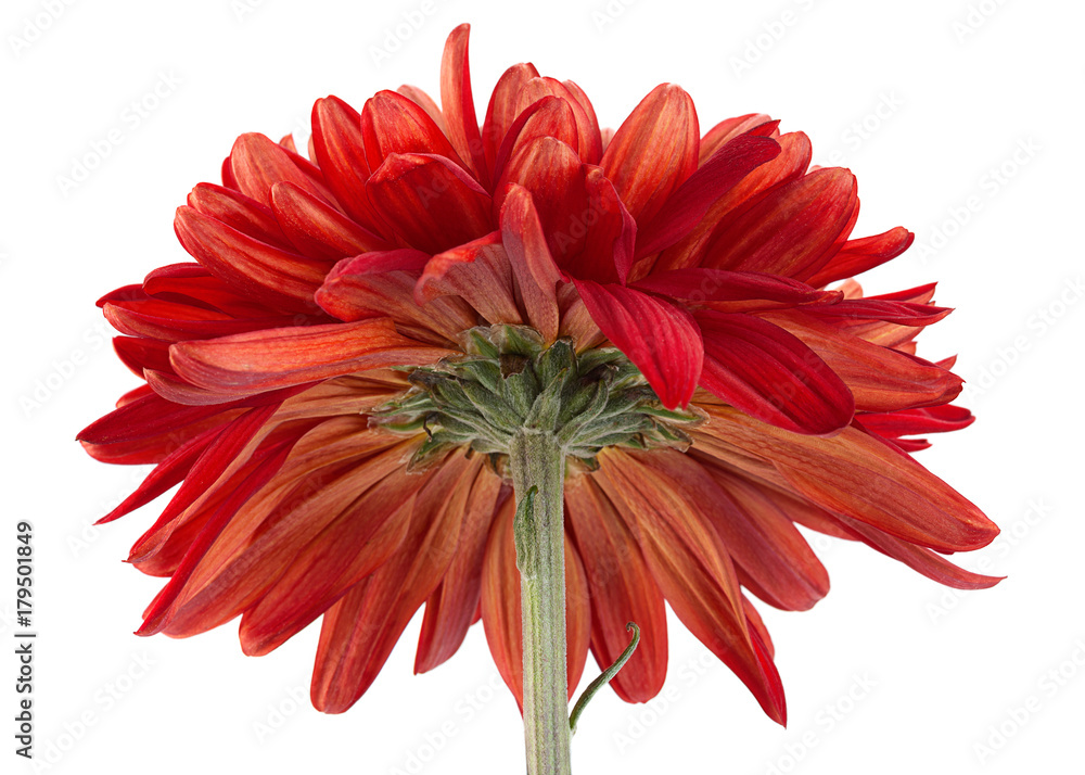 Red chrysanthemum flower head