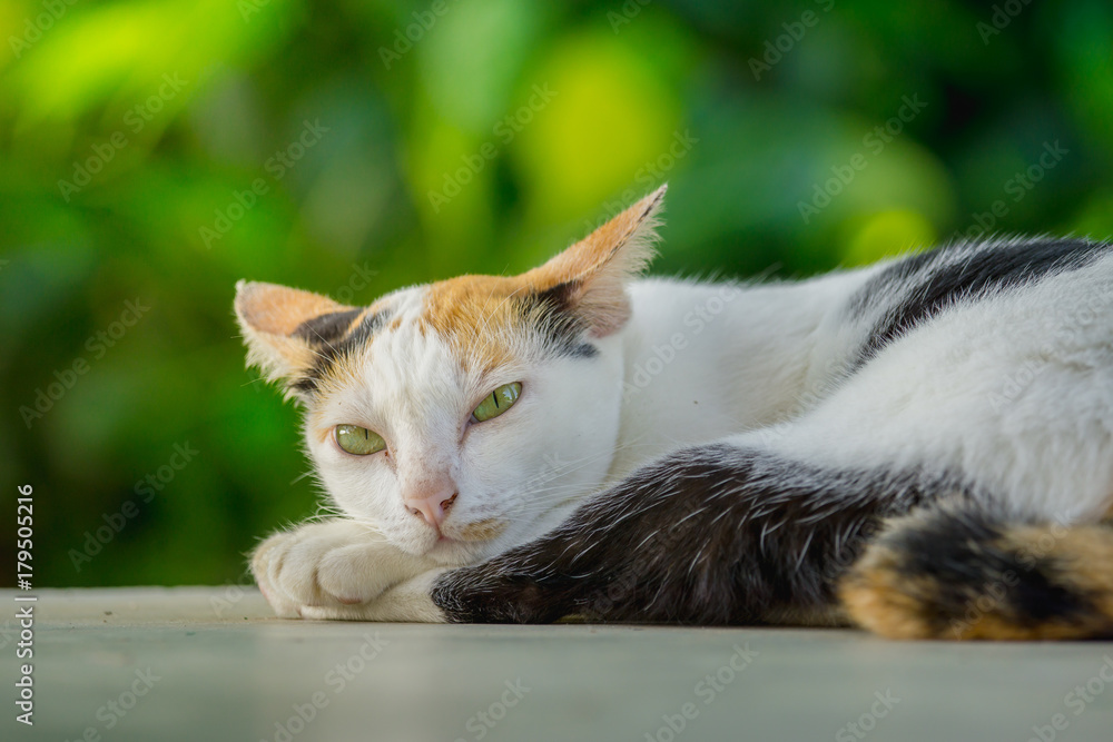 猫躺在自然绿色背景下的地板上。