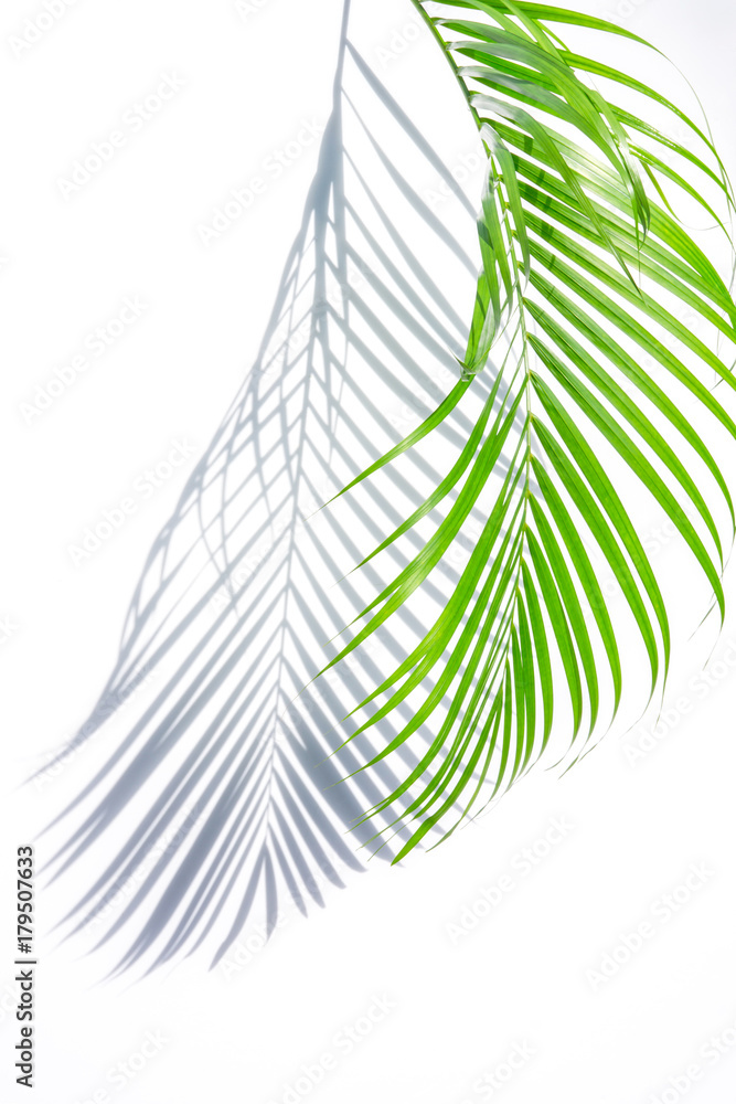 green palm leaf and shadow on a white background