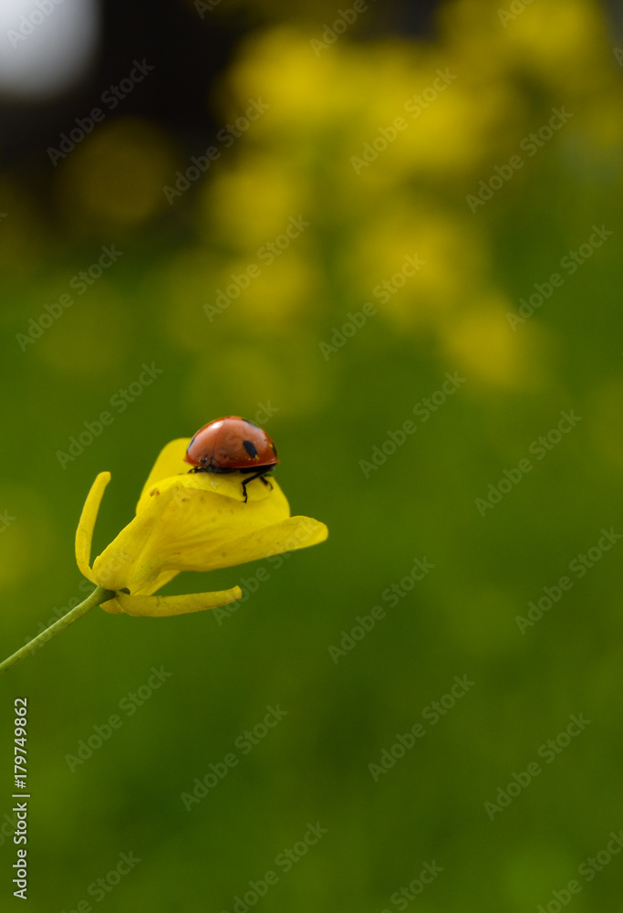 Lady Bird on Mustard Flower.