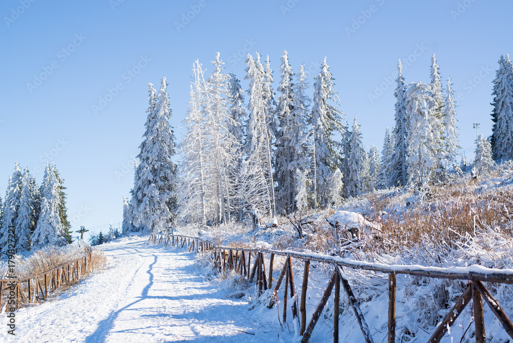 美丽的景色，冬季山上白雪皑皑的松树和晴朗的蓝天。索非维托沙山