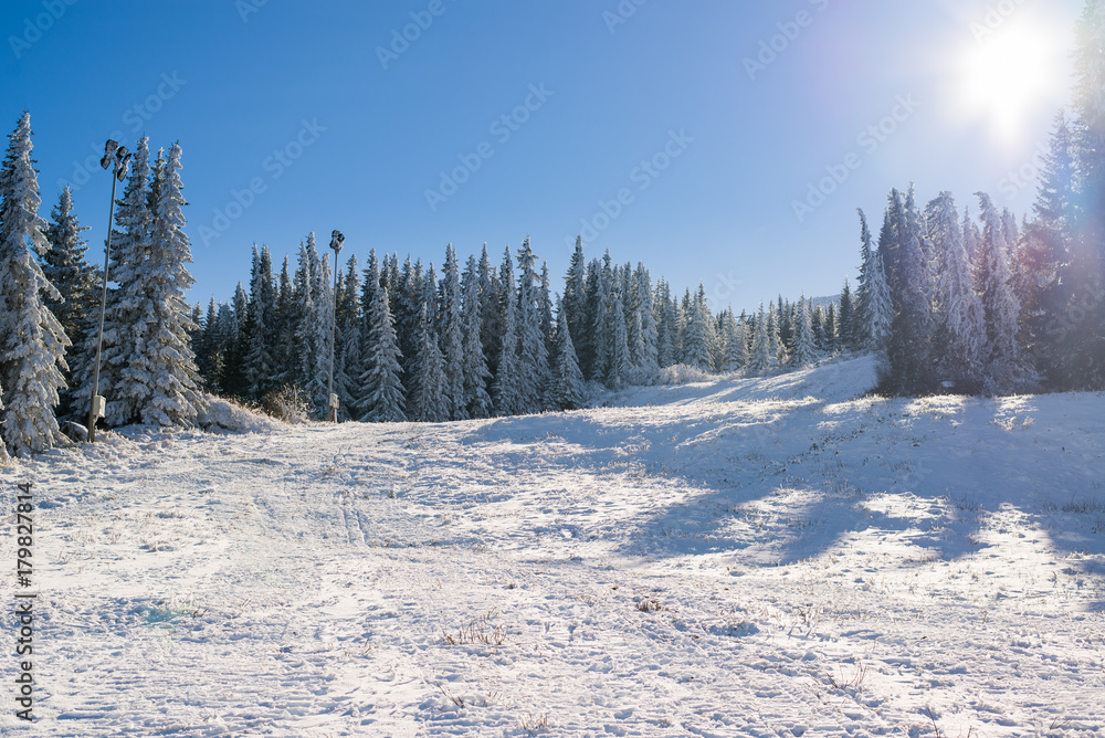 冬季山上白雪皑皑的松树和晴朗的蓝天的美景。索菲的维托沙山