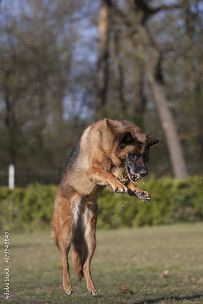 Schäferhund