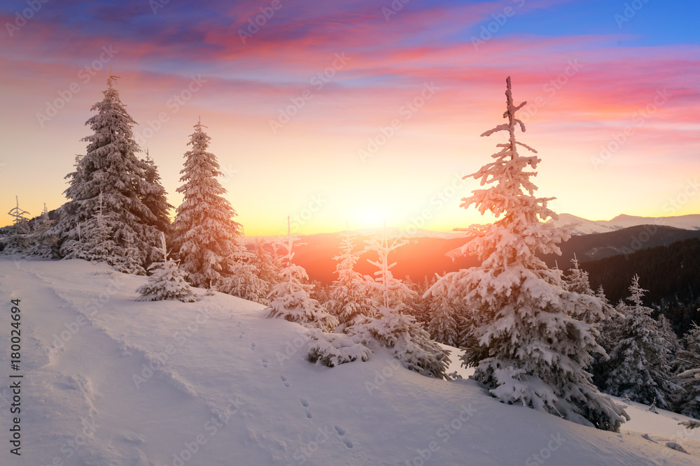 白雪皑皑的树木构成的戏剧性冬季场景。