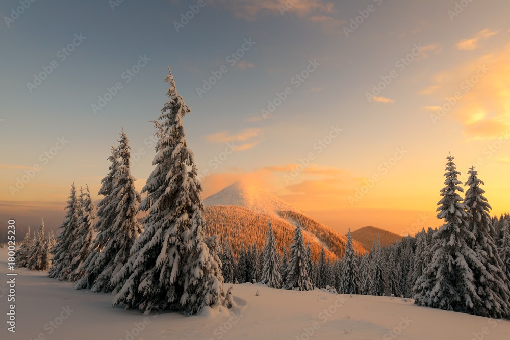 白雪皑皑的树木构成的戏剧性冬季场景。