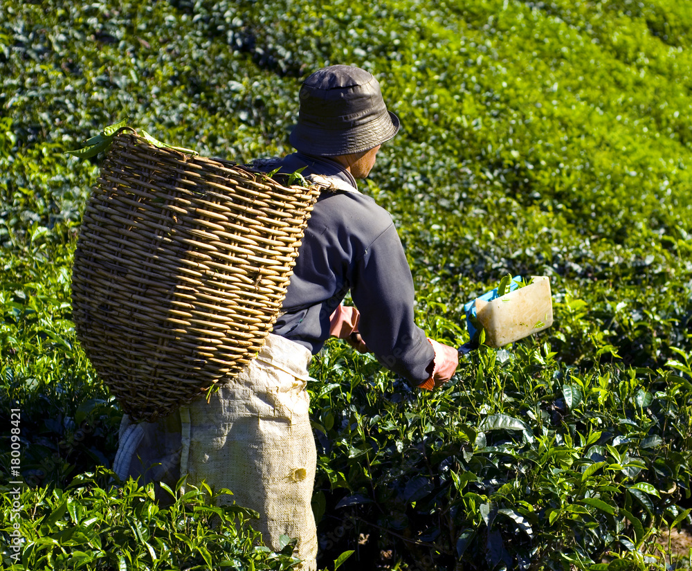 采摘茶叶的人。