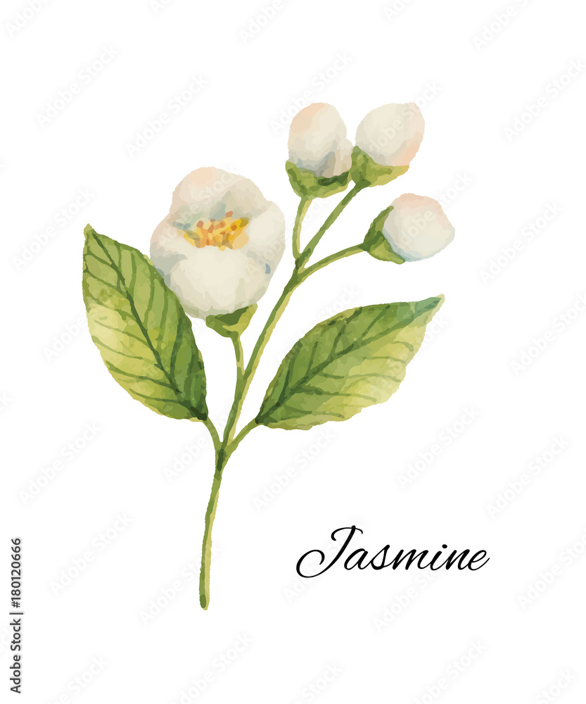 Watercolor Jasmine isolated on a white background.