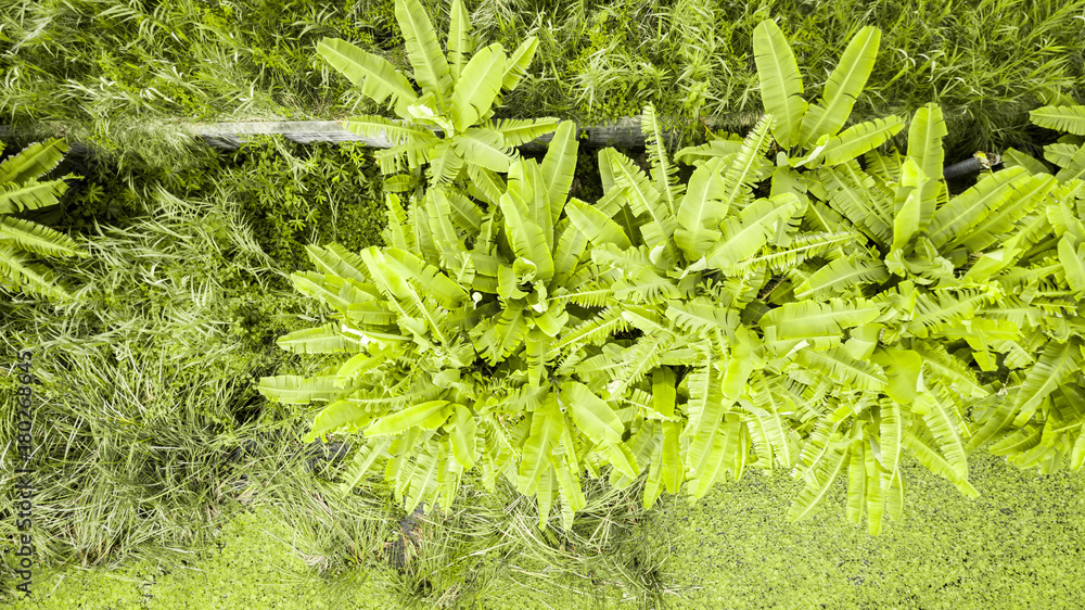 Overhead view aerial of meadow grass area in bangkok thailand