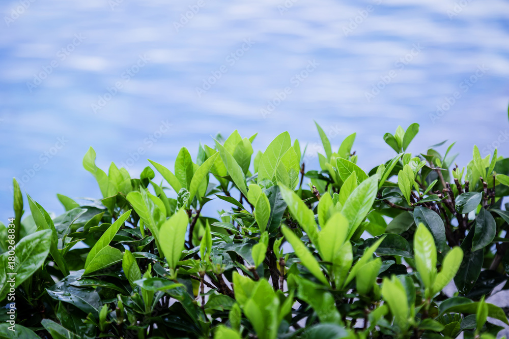 以游泳池为背景的小树