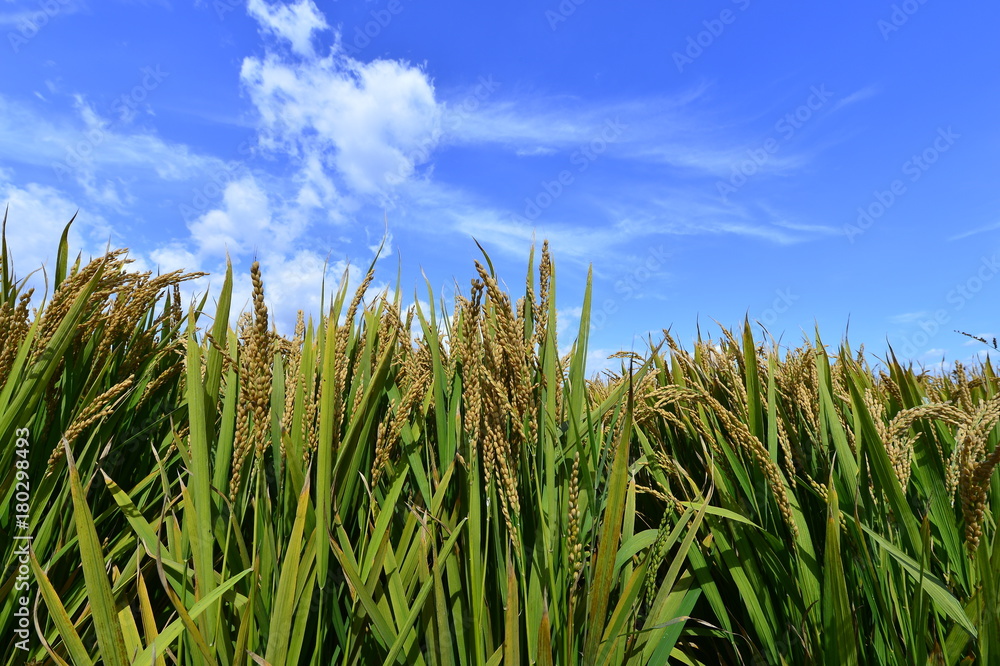 Paddy fields