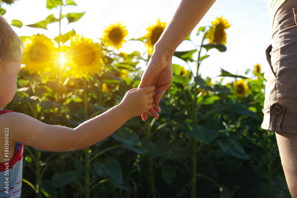 Hands on the field of sunflowers