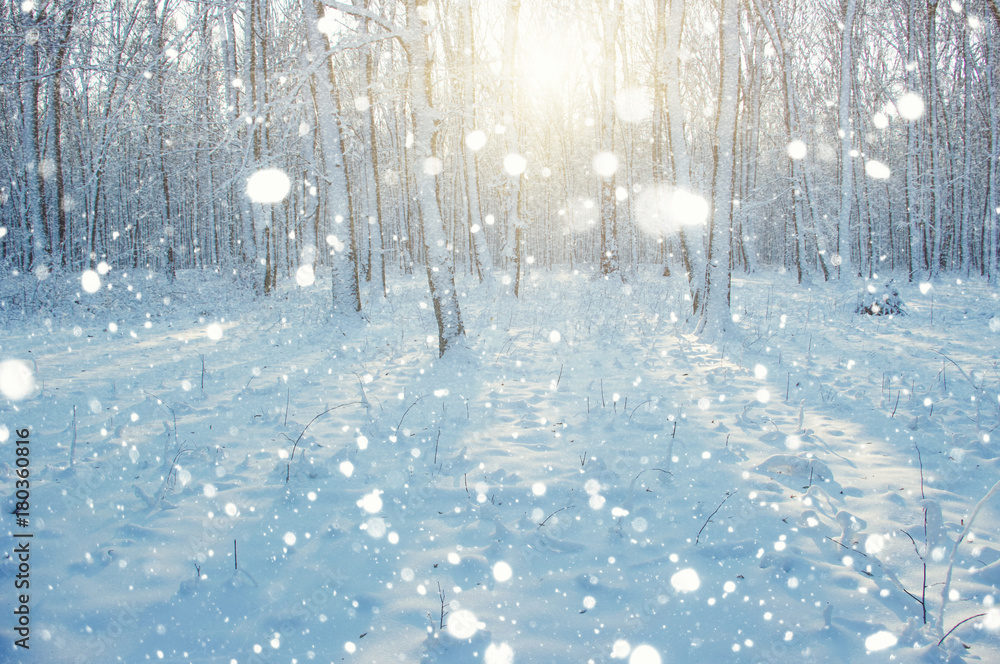 雪地里的冬季森林