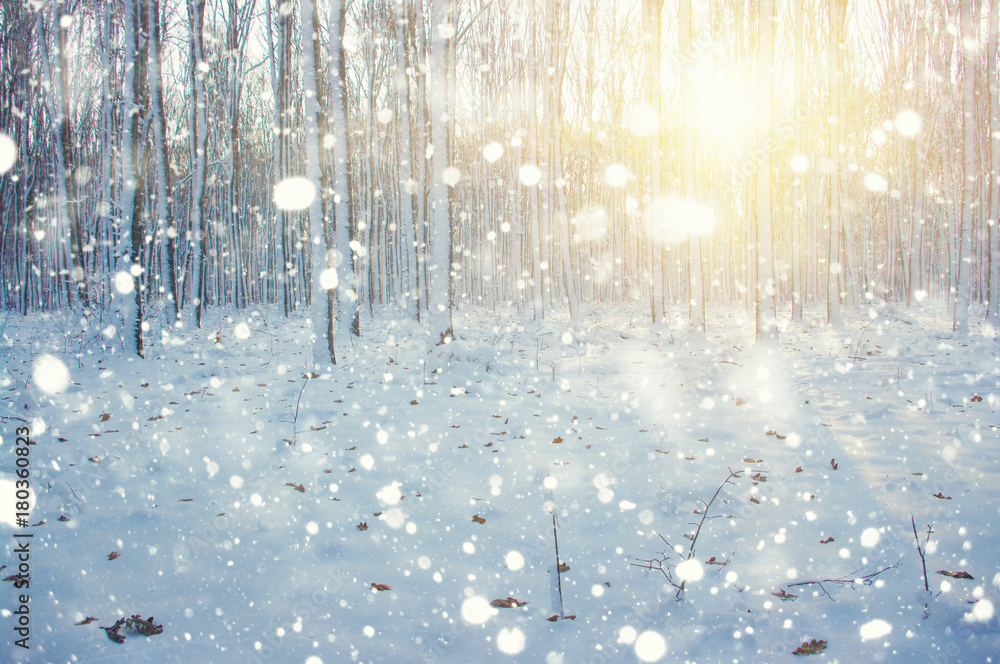 雪地里的冬季森林