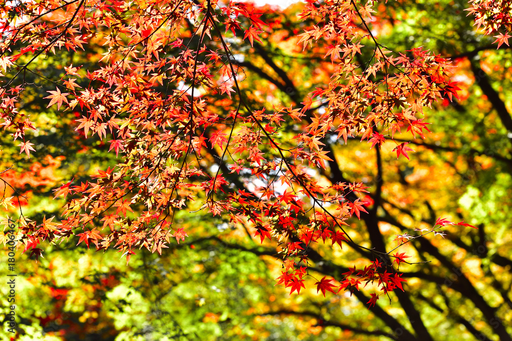 森の紅葉