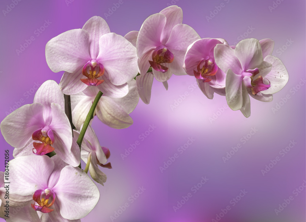 Card or invitation with orchid background. Greeting card. Elegance pattern with orchid.