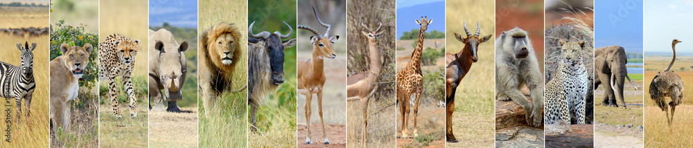 Collage of african wildlife animal