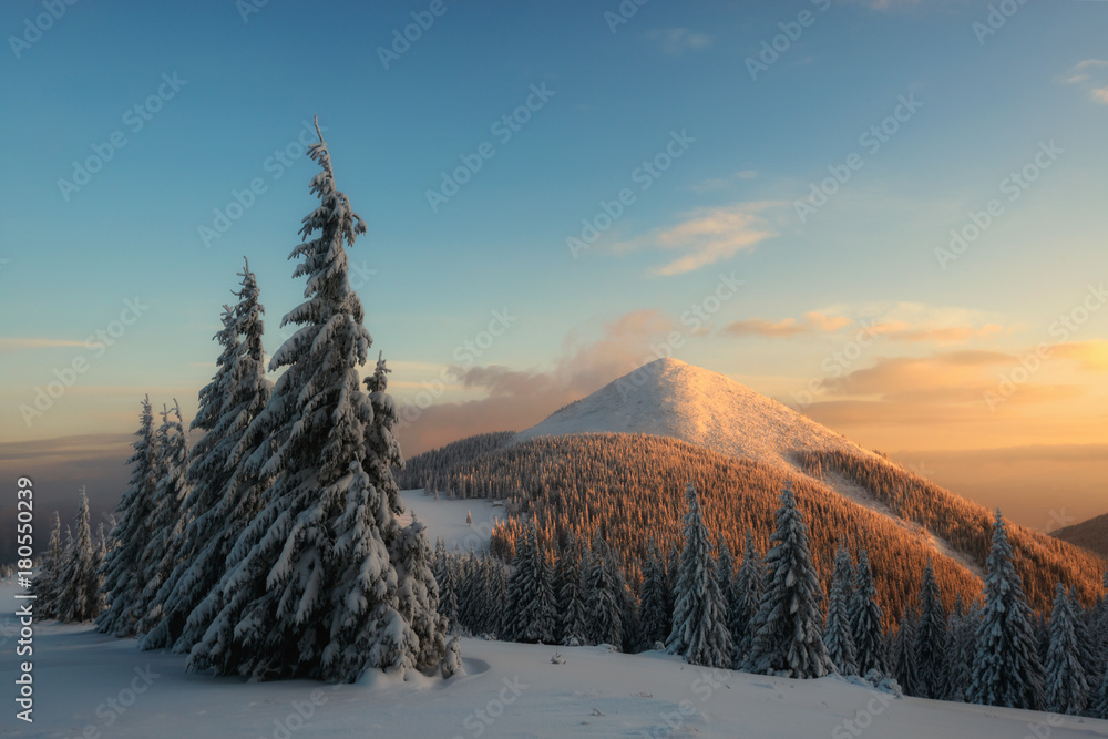 Dramatic wintry scene with snowy trees.