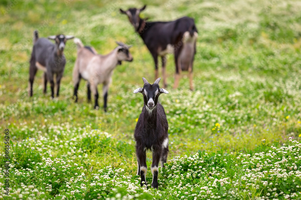 A flock of goats standing on a pasture, Greece