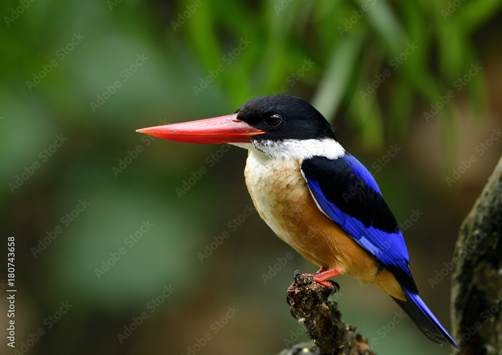 Black-capped kingfisher (Halcyon pileata) tree kingfisher widely distributed in tropical Asia from I