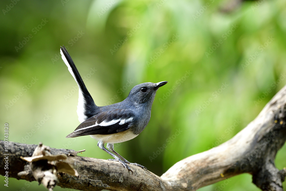 东方喜鹊知更鸟（Copsychus sauraris）的雌性，美丽的灰色和白色，长尾鸟pe