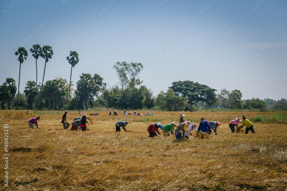 People Asian farmer harvest of the rice field in harvest season, and farmer harvests rice in field b