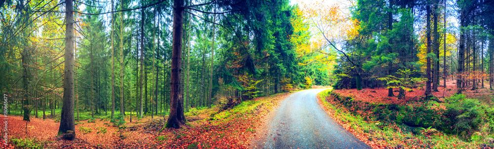 森林道路的全景秋季景观。秋季自然背景