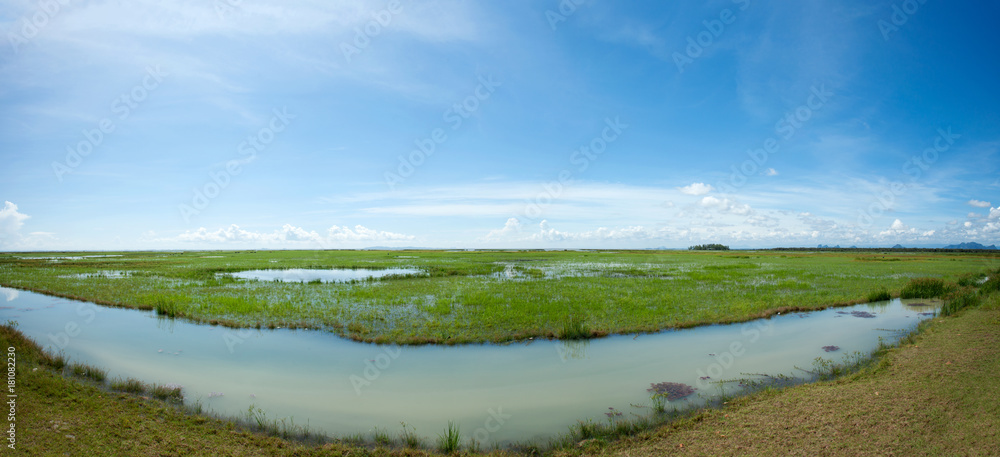 清新的田园风光，池塘自然，天空清澈，夏日景观全景