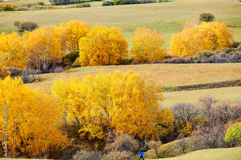 The golden color white birch scenic