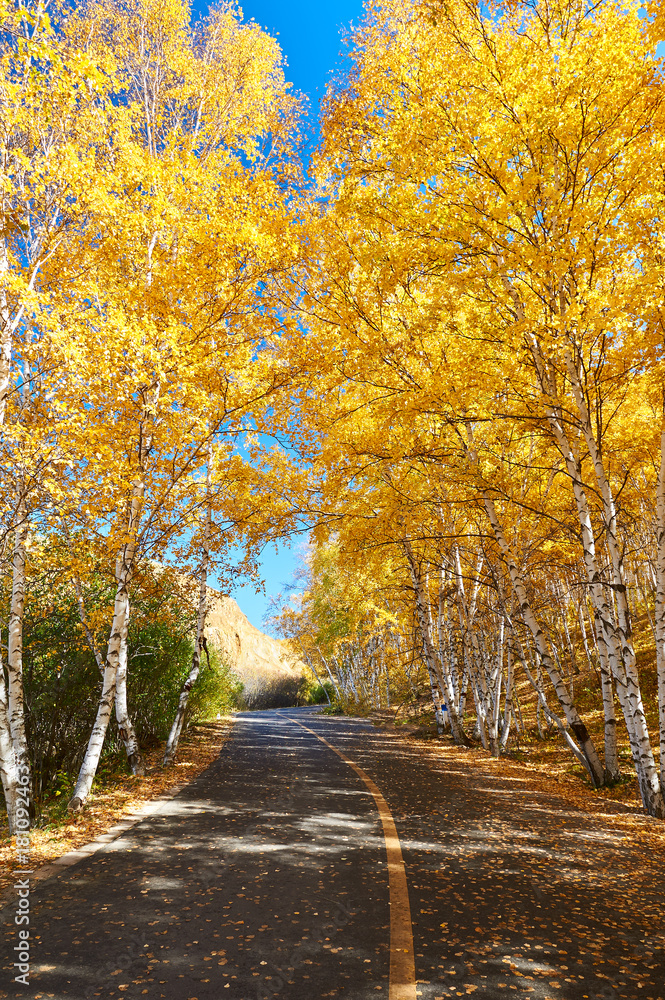 The golden color white birch scenic